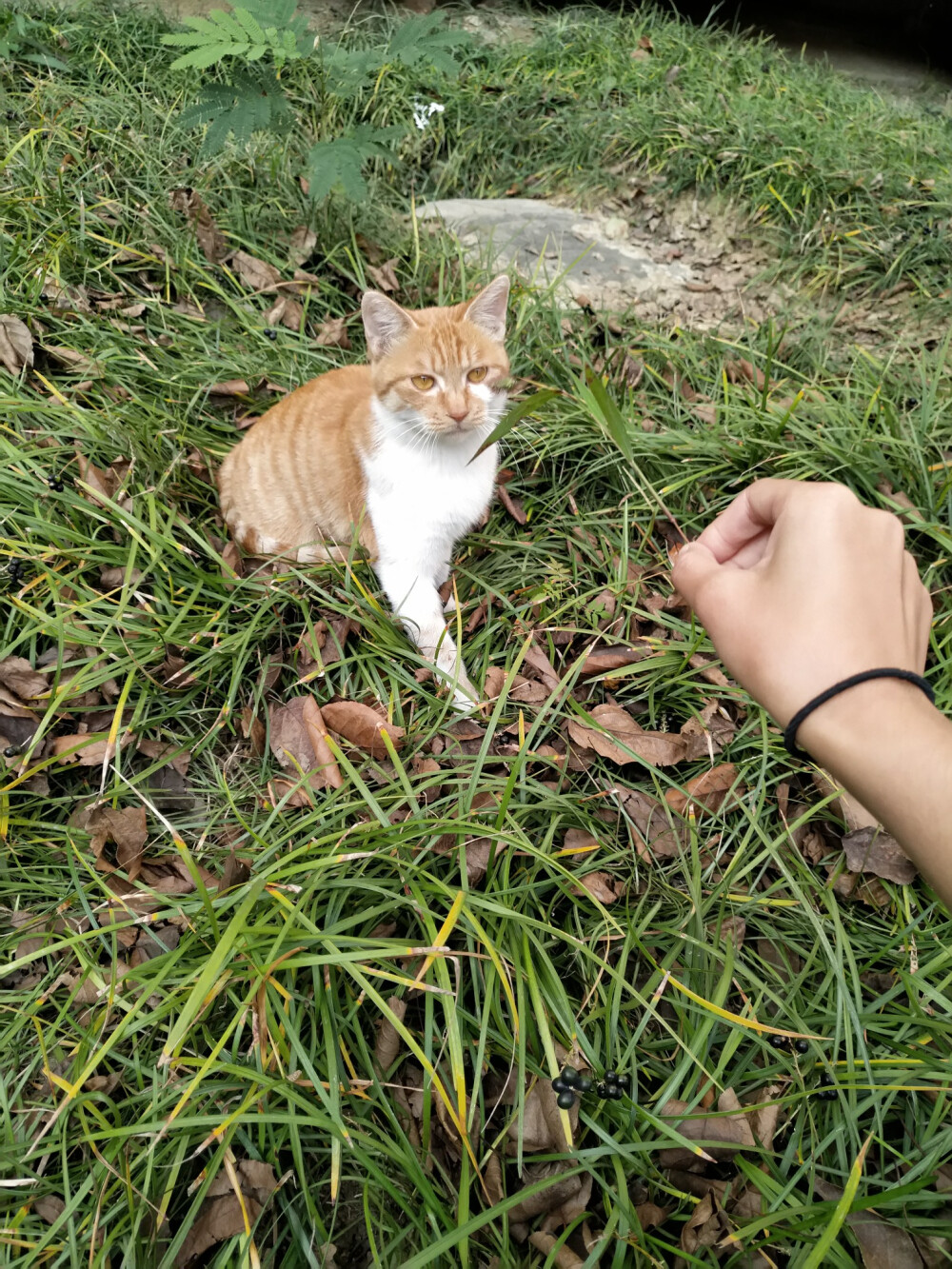猫咪社区www高清视频网址_猫咪app之前的网址_www.猫咪姐.com