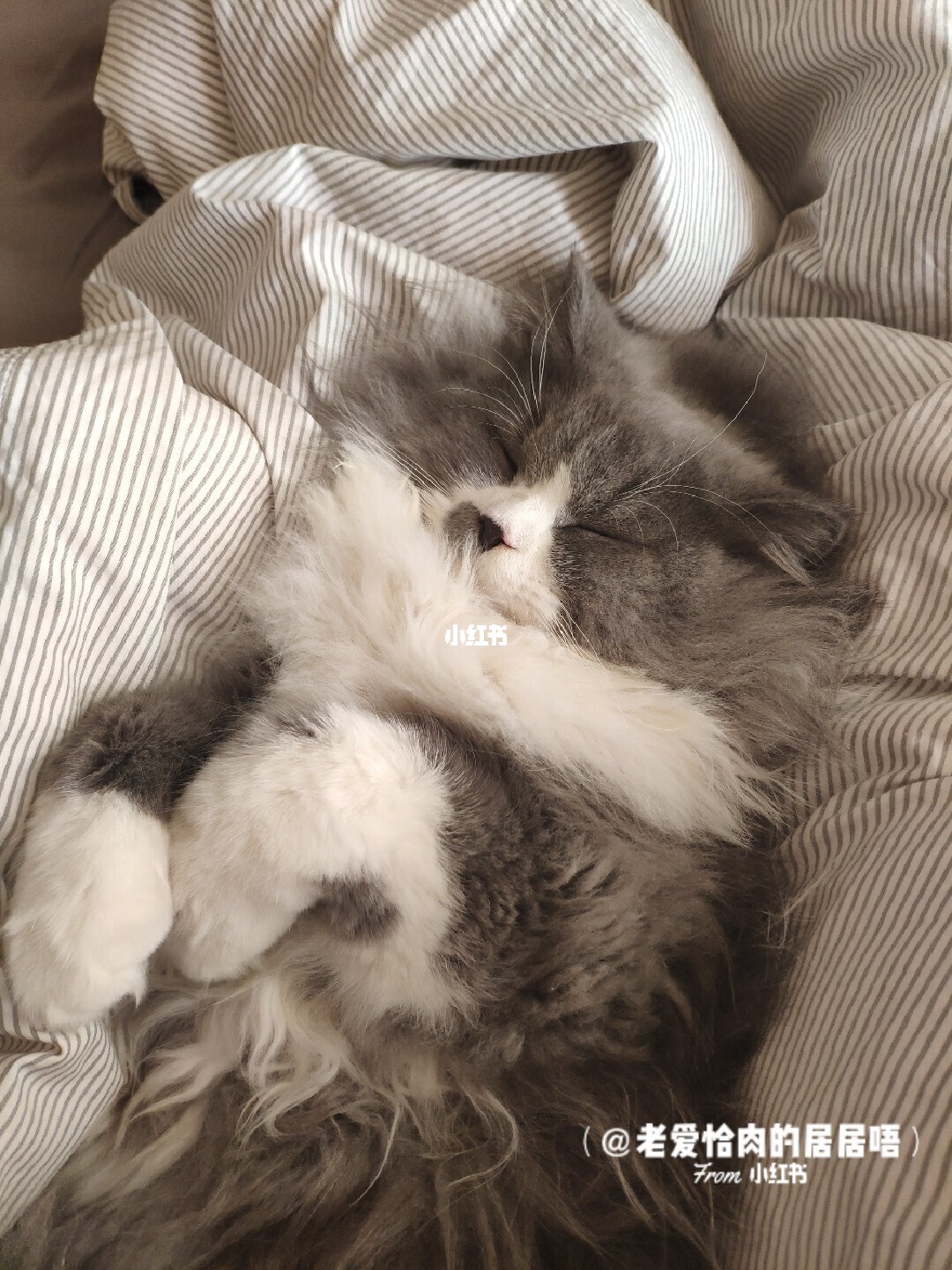 www.猫咪姐.com_猫咪app之前的网址_猫咪社区www高清视频网址