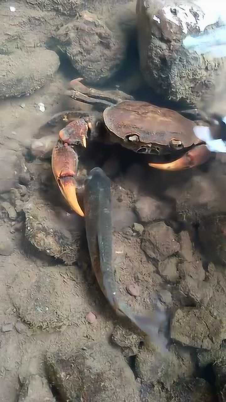 皮蟹怎么煮_皮皮蟹_皮蟹豆瓣酱