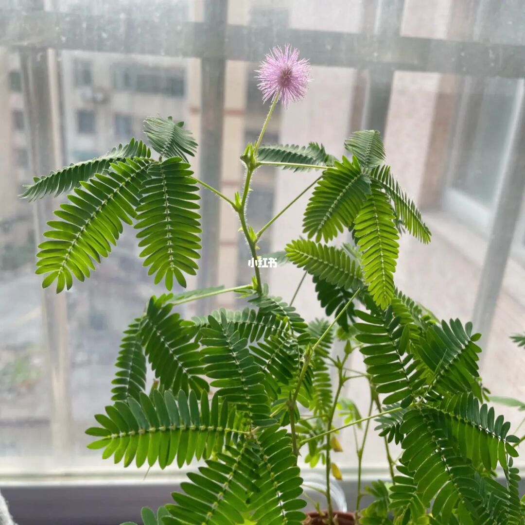 含羞草app下载_含羞草app下载_含羞草app下载