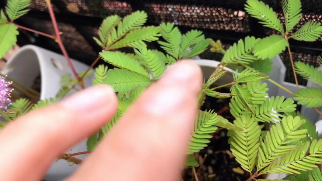含羞草app下载_含羞草app下载_含羞草app下载
