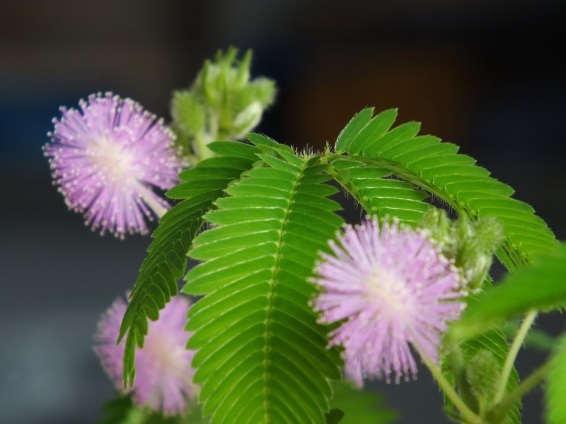 含羞草app下载_含羞草app下载_含羞草app下载