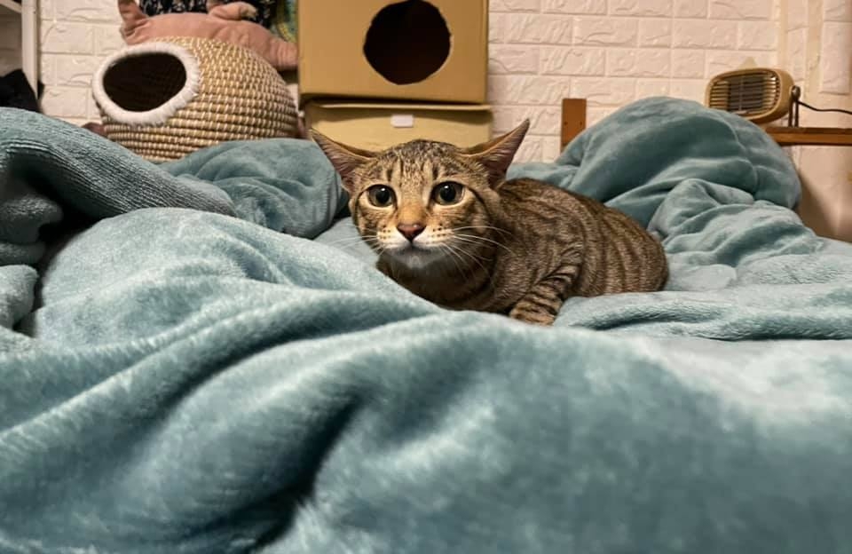 视频成人猫咪网站_视频成人猫咪免费观看_猫咪视频成人