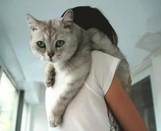 视频成人猫咪网站_视频成人猫咪免费观看_猫咪视频成人