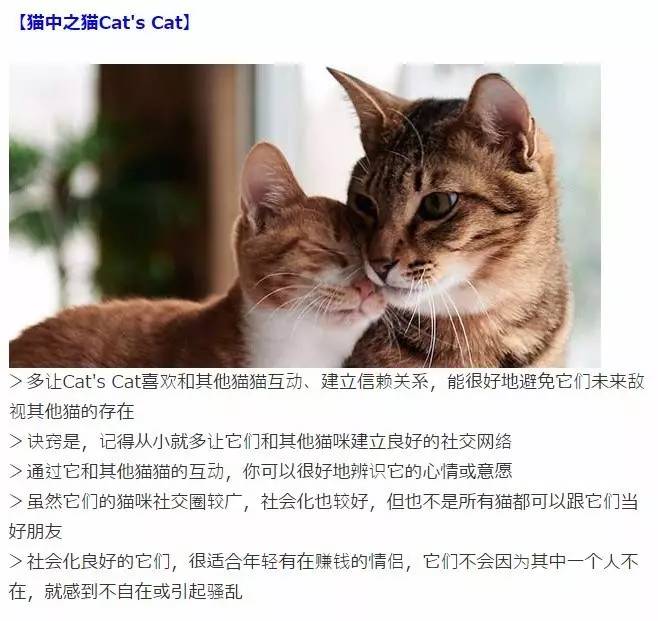 视频成人猫咪免费观看_视频成人猫咪网站_猫咪视频成人