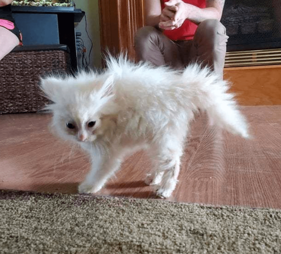 视频成人猫咪免费观看_猫咪视频成人_视频成人猫咪网站
