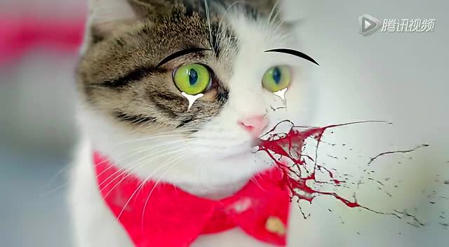 视频成人猫咪免费观看_视频成人猫咪网站_猫咪视频成人