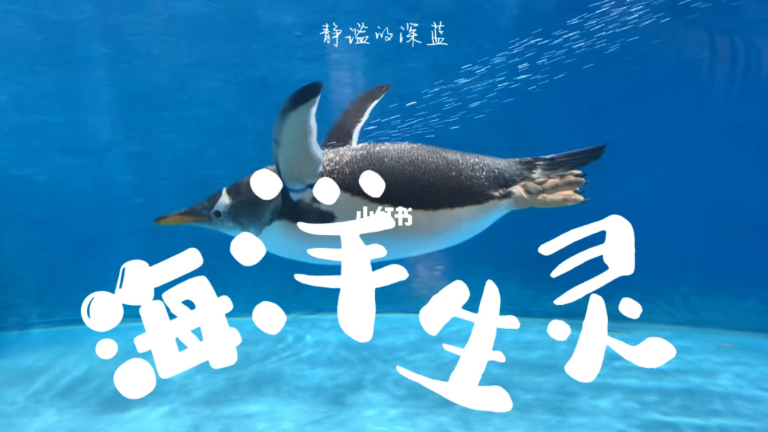 海洋公主妮娜_海洋公主妮娜_海洋公主妮娜