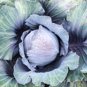 卷心菜投手图片_卷心菜投手_豌豆射手vs卷心菜投手