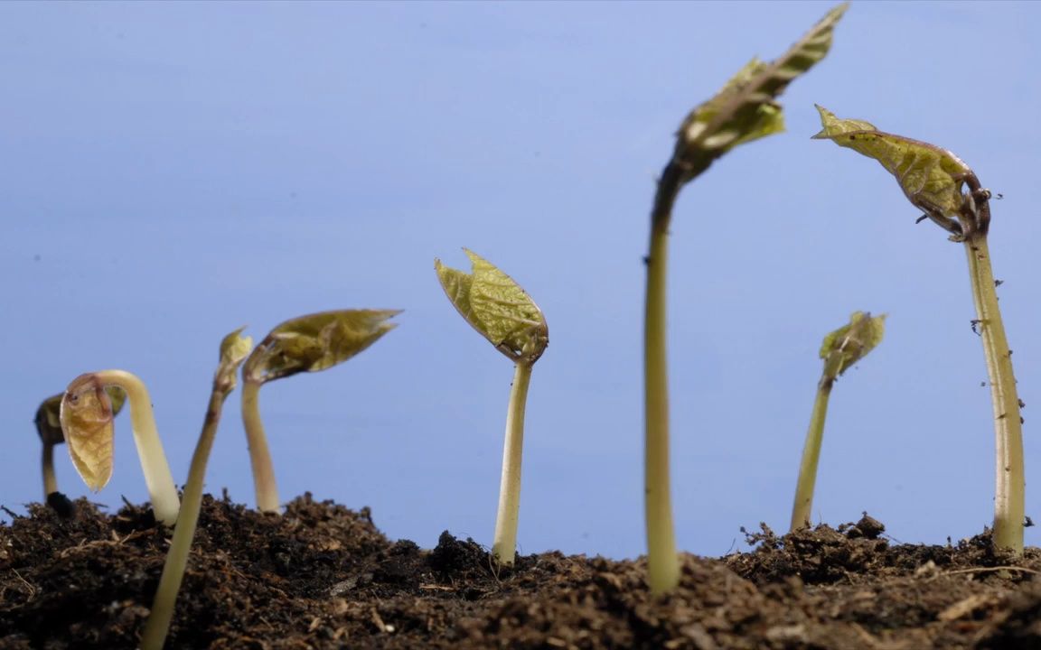 芽芽的儿歌_芽芽_小荷风采芽芽的儿歌